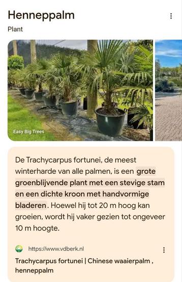 Stekje van palmboom beschikbaar voor biedingen