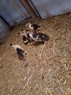 Jonge muskus eenden, Dieren en Toebehoren, Pluimvee, Meerdere dieren, Eend