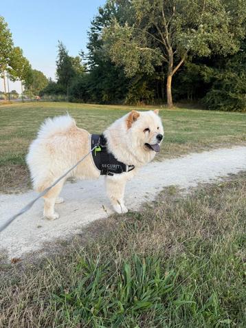 Chow Chow beschikbaar voor biedingen