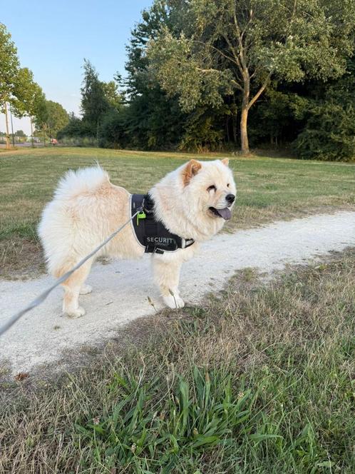 Chow Chow, Dieren en Toebehoren, Honden | Poolhonden, Keeshonden en Oertypen, Teef, Poolhond, Particulier, Eén hond, Nederland
