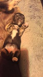 Te koop Chihuahua langhaar puppys, Dieren en Toebehoren, Honden | Chihuahua's en Gezelschapshonden, 8 tot 15 weken, Meerdere, Meerdere dieren