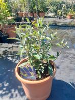 Vlinderstruiken Buddleja in 12L pot, Ophalen