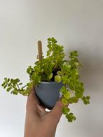 Pilea Depressa plant, Overige soorten, Minder dan 100 cm, Ophalen of Verzenden, Halfschaduw