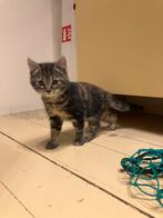 Kittens (v), Dieren en Toebehoren, Katten en Kittens | Overige Katten, Poes
