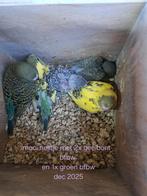 Mooie jonge parkieten te koop, Meerdere dieren, Parkiet, Tam