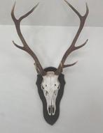 Hertengewei op Houten Schild - Wanddecoratie, Antiek en Kunst, Ophalen