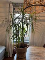 Yucca plant in rieten mand, Huis en Inrichting, Kamerplanten, Ophalen, 100 tot 150 cm, Halfschaduw, In pot