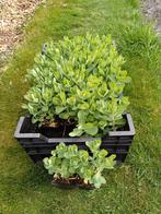 Goedkope vaste planten  sedum hemelsleutel, Ophalen of Verzenden, Zomer, Overige soorten, Volle zon