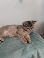 Britse korthaar kittens, Dieren en Toebehoren, Katten en Kittens | Raskatten | Korthaar, Poes, Ontwormd
