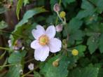 Japanse Anemoon | Herfstanemoon, Tuin en Terras, Planten | Tuinplanten, Volle zon, Vaste plant, Zomer, Ophalen