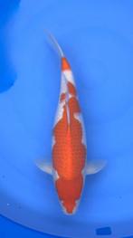 Diverse Japanse koi karper | Koikarpers  | Nisai vissen, Dieren en Toebehoren, Vissen | Vijvervissen, Karper of Koi
