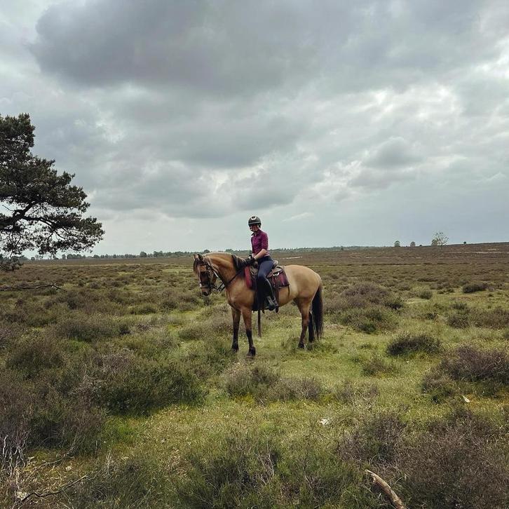 Verzorgpaard gezocht, Dieren en Toebehoren, Paarden en Pony's | Verzorgingsproducten, Zo goed als nieuw, Ophalen