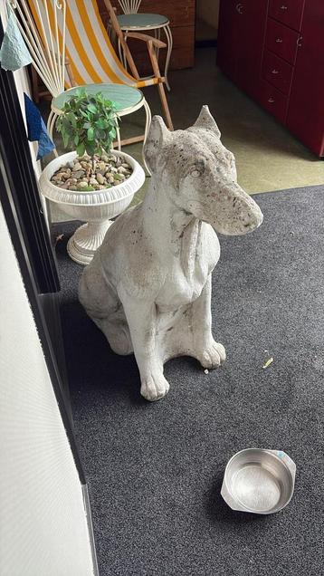 Beeld Hond beschikbaar voor biedingen
