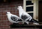 GEZOCHT: koppel sierduifjes, Dieren en Toebehoren, Vogels | Duiven, Meerdere dieren, Overige soorten