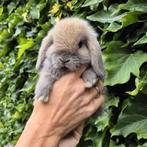 Lief minilop x NHD hangoor dwerg konijn/konijntje rammetje, Dieren en Toebehoren, Mannelijk, Dwerg, Hangoor, 0 tot 2 jaar