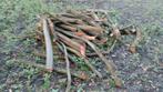 Haardhout, Tuin en Terras, Haardhout, Minder dan 3 m³, Ophalen, Overige houtsoorten, Stammen