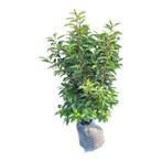 Portugese laurier prunus lusitanica angustifolia, Ophalen of Verzenden, Laurier, Minder dan 100 cm