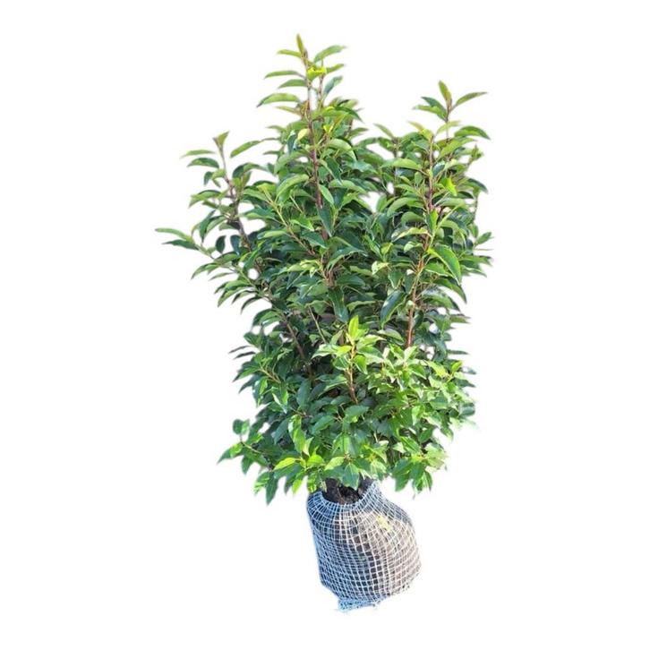 Portugese laurier prunus lusitanica angustifolia, Tuin en Terras, Planten | Struiken en Hagen, Haag, Laurier, 100 tot 250 cm, Ophalen of Verzenden