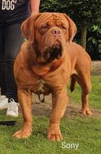 Bordeauxdog Bordeaux dog bewezen dekreu hd/ed getest, Nederland, Reu, CDV (hondenziekte), Meerdere