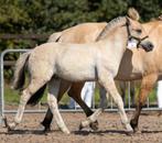 Fjorden veulen, Ophalen, Zo goed als nieuw