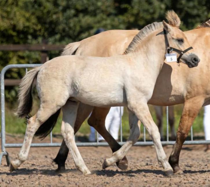Fjorden veulen, Hobby en Vrije tijd, Overige Hobby en Vrije tijd, Zo goed als nieuw, Ophalen