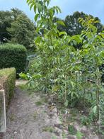 Jonge Veredelde Walnotenbomen te Koop, Overige soorten, Lente, 100 tot 250 cm, Ophalen