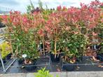 Photinia red Robin Leischerm, haagplant, stam, meerstammig, Ophalen, Overige soorten, Minder dan 100 cm