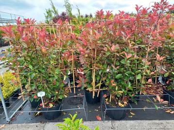 Photinia red Robin Leischerm, haagplant, stam, meerstammig beschikbaar voor biedingen