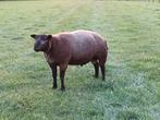 Blauwe Texelaar dekram, Dieren en Toebehoren, Schapen, Geiten en Varkens, Mannelijk, Schaap, 0 tot 2 jaar