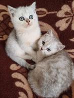Heel mooi britse korthaar kittens te koop silver shaded., Ingeënt