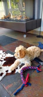 mini labradoodle, Dieren en Toebehoren, Honden | Niet-rashonden, 8 tot 15 weken, Meerdere, Meerdere dieren, Middel