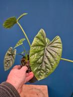 Alocasia Lukiwan p14 (1), Ophalen of Verzenden, Halfschaduw, Minder dan 100 cm