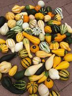 Sierfruit en kalebassen aan huis te koop , vanaf €0,79 ., Ophalen