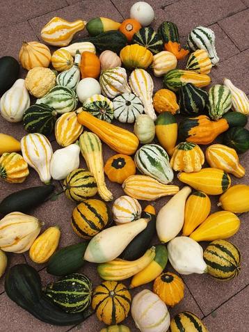 Sierfruit en kalebassen aan huis te koop , vanaf €0,79 . beschikbaar voor biedingen