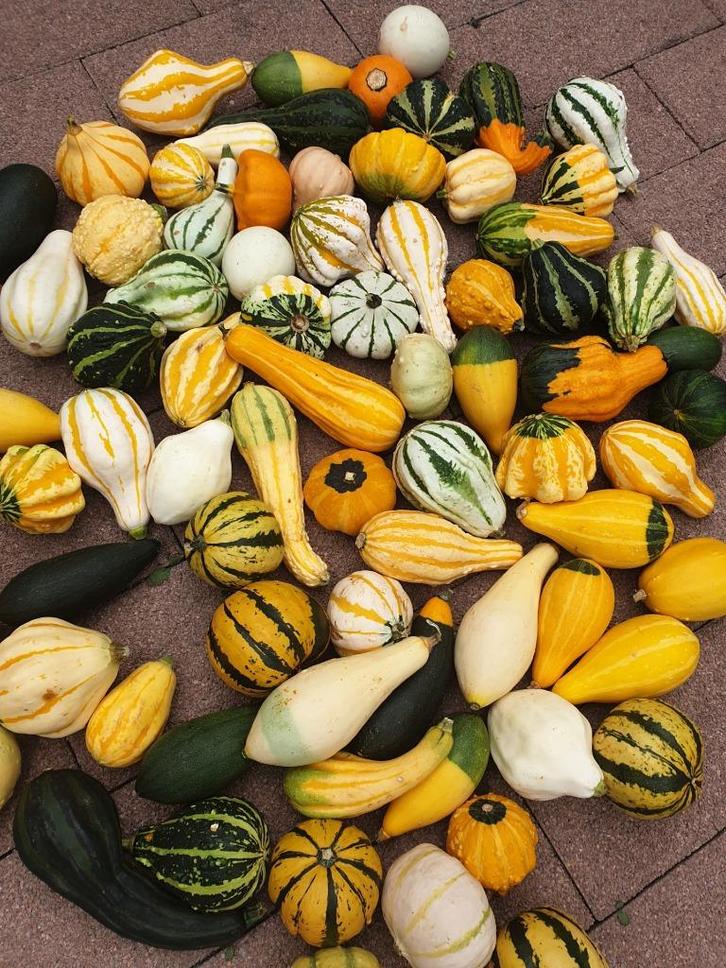 Sierfruit en sierpompoenen aan huis te koop , vanaf €0,50., Tuin en Terras, Overige Tuin en Terras, Nieuw, Ophalen