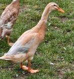 Mooie raszuivere loopeend vrouw, Dieren en Toebehoren, Meerdere dieren, Eend