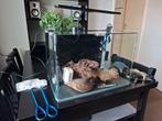 Blau aquarium compleet, Ophalen, Gebruikt, Leeg aquarium