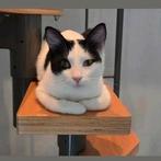 Ter adoptie Matzi ️♀️, Dieren en Toebehoren, Poes, Kortharig, 0 tot 2 jaar