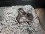 Maine Coon kittens katertjes, Dieren en Toebehoren, Katten en Kittens | Raskatten | Korthaar, Meerdere dieren, Gechipt, 0 tot 2 jaar