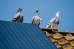 Meerdere postduiven.8x, Dieren en Toebehoren, Vogels | Overige Vogels, Meerdere dieren