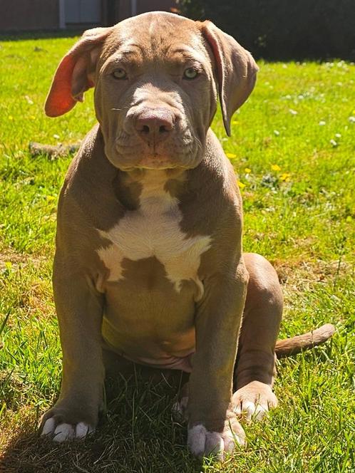 American bully xl reu 2ogen kleur, Dieren en Toebehoren, Honden | Bulldogs, Pinschers en Molossers, Reu, Overige rassen, Particulier