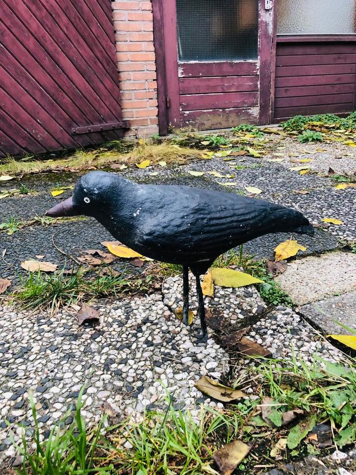 Afschrikwekkende kraai van beton  voor tuin of vijver, Tuin en Terras, Tuinbeelden, Gebruikt, Dierenbeeld, Beton, Ophalen