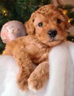 🎁🎁🎁Knappe en sociale Mini labradoodle pups - mini doodle, Dieren en Toebehoren, Honden | Chihuahua's en Gezelschapshonden, Overige rassen