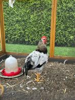 2 jonge hanen, Dieren en Toebehoren, Pluimvee, Mannelijk, Kip