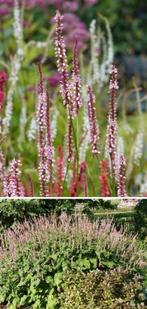 Rose persicaria, Tuin en Terras, Ophalen, Overige soorten, Volle zon