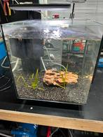 Superfish aquarium, Dieren en Toebehoren, Vissen | Aquaria en Toebehoren, Ophalen, Zo goed als nieuw, Leeg aquarium