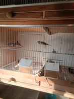 Spitsstaart amadines, Dieren en Toebehoren, Meerdere dieren