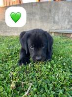 Boulab pups, Rabiës (hondsdolheid), Overige rassen, 8 tot 15 weken, Meerdere