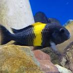 F1 Tropheus sp.Kiriza  Tanganyika, Dieren en Toebehoren, Vis, Zoetwatervis, Schoolvis