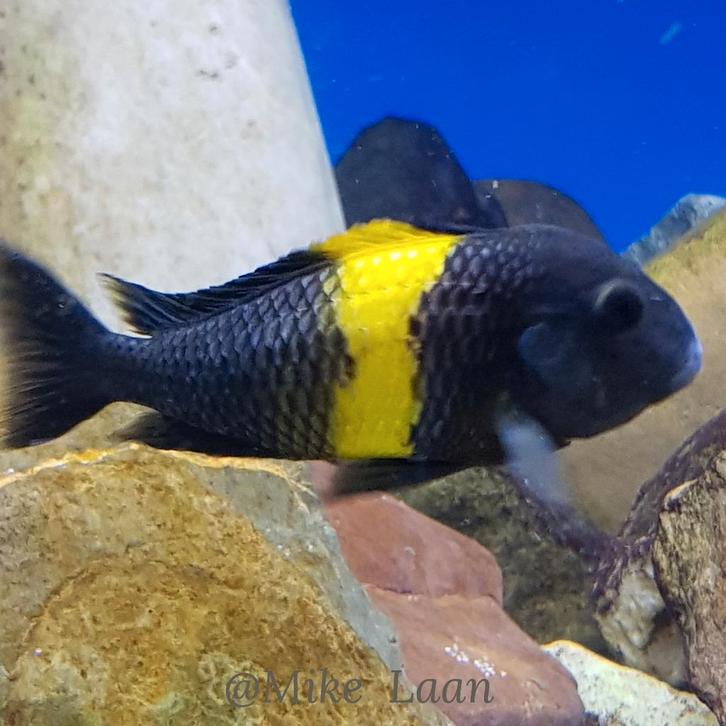 F1 Tropheus sp.Kiriza  Tanganyika, Dieren en Toebehoren, Vissen | Aquariumvissen, Zoetwatervis, Vis, Schoolvis